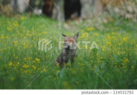 Cute animals. Smiling fox in high grass. 114531791