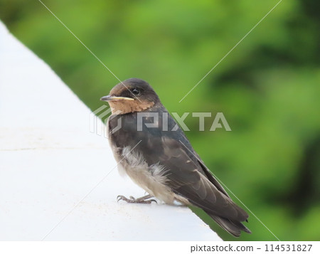 A close-up of a young Ryukyu swallow leaving the nest, unable to feed itself yet, waiting for its parents in a daze. A close-up of a young Ryukyu swallow leaving the nest, unable to feed itself yet, waiting for its parents in a daze. 114531827