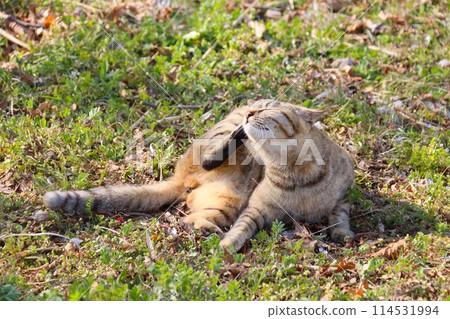 A stray cat lying down in a field in Satoyama and scratching its head 114531994