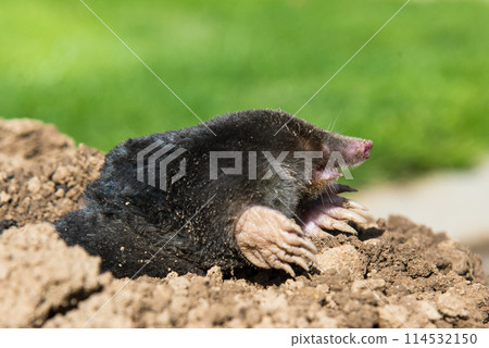 European mole destroying lawn in the garden European mole destroying lawn in the garden 114532150