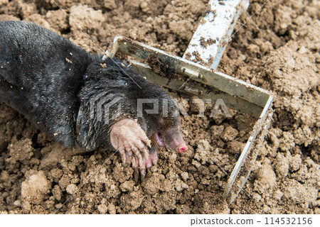 Caught european mole inside a trap placed on mole hill 114532156
