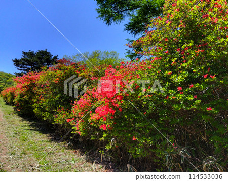 開花在山道路的杜娟花 開花在山道路的杜娟花 114533036
