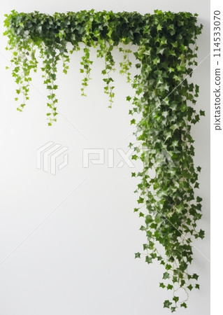 Isolate Ivy plant against white wall, indoor plant decoration mock up 114533070