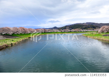 Shiraishi River Hitome Senbonzakura and Shibatamachi Senzakura Park 114533353