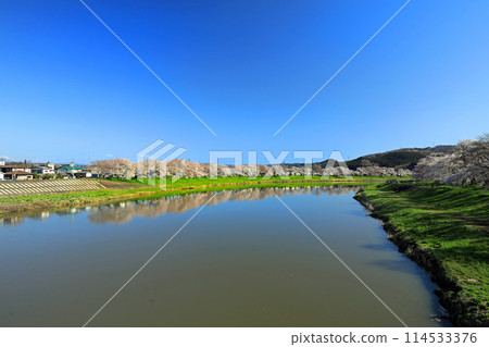 白石川人見千本櫻、柴田町千本櫻公園 114533376