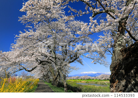 Shiraishi River Hitome Senbonzakura and Shibatamachi Senzakura Park 114533393