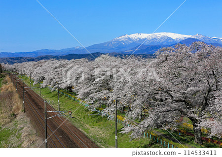 Shiraishi River Hitome Senbonzakura and Shibatamachi Senzakura Park 114533411