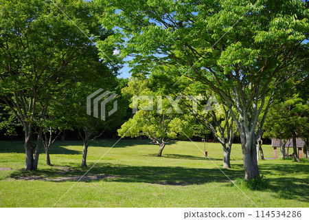 絢麗的新綠公園“四日市南部丘陵公園/南區” 114534286