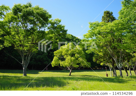 絢麗的新綠公園“四日市南部丘陵公園/南區” 114534296