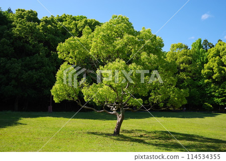 絢麗的新綠公園“四日市南部丘陵公園/南區” 114534355