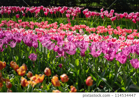 荷蘭庫肯霍夫花園的鬱金香 114534447
