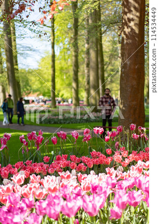 Tulips in Keukenhof, Holland 114534449