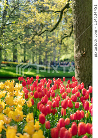 Tulips in Keukenhof, Holland 114534451