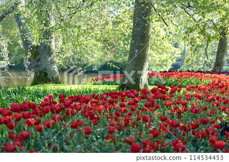 荷蘭庫肯霍夫花園的鬱金香 114534453