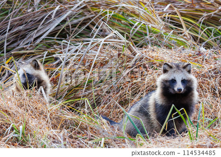 毛茸茸可愛的日本貉（犬科動物）。位於日本千葉縣。拍攝於 2024 年冬季。 114534485