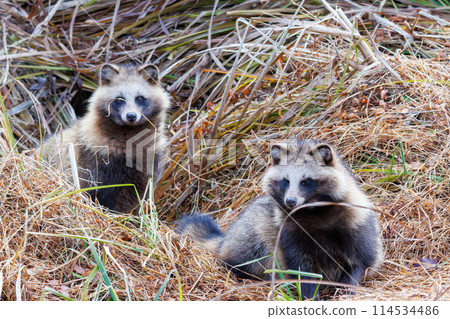 毛茸茸可愛的日本貉(犬科動物)。位於日本千葉縣。拍攝於 2024 年冬季。 毛茸茸可愛的日本貉(犬科動物)。位於日本千葉縣。拍攝於 2024 年冬季。 114534486