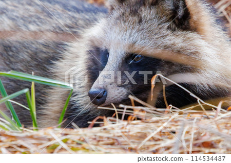 毛茸茸可愛的日本貉(犬科動物)。位於日本千葉縣。拍攝於 2024 年冬季。 毛茸茸可愛的日本貉(犬科動物)。位於日本千葉縣。拍攝於 2024 年冬季。 114534487