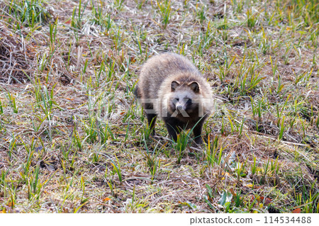 毛茸茸可愛的日本貉（犬科動物）。位於日本千葉縣。拍攝於 2024 年冬季。 114534488