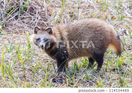 毛茸茸可愛的日本貉（犬科動物）。位於日本千葉縣。拍攝於 2024 年冬季。 114534489