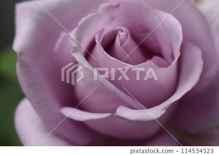 Pale purple roses are blooming 114534523