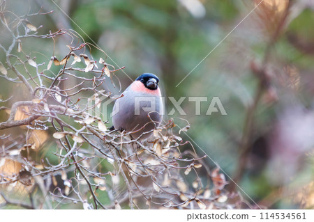 一隻可愛的紅腹灰雀(Atriidae)正在吃東西。位於日本千葉縣。拍攝於 2024 年冬季。 一隻可愛的紅腹灰雀(Atriidae)正在吃東西。位於日本千葉縣。拍攝於 2024 年冬季。 114534561
