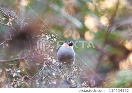 一隻可愛的紅腹灰雀(Atriidae)正在吃東西。位於日本千葉縣。拍攝於 2024 年冬季。 一隻可愛的紅腹灰雀(Atriidae)正在吃東西。位於日本千葉縣。拍攝於 2024 年冬季。 114534562