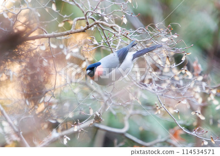 A cute Eurasian Bullfinch (Finchidae) eating in Chiba, Japan. Photographed in winter 2024. 114534571