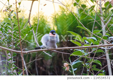 一隻可愛的紅腹灰雀（Atriidae）正在梳理自己的毛髮。位於日本千葉縣。拍攝於 2024 年冬季。 114534572