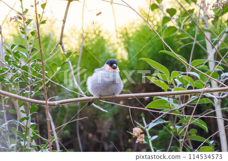 A cute bush warbler (Finchidae) grooming itself. Chiba Prefecture, Japan. Photographed in winter 2024. A cute bush warbler (Finchidae) grooming itself. Chiba Prefecture, Japan. Photographed in winter 2024. 114534573