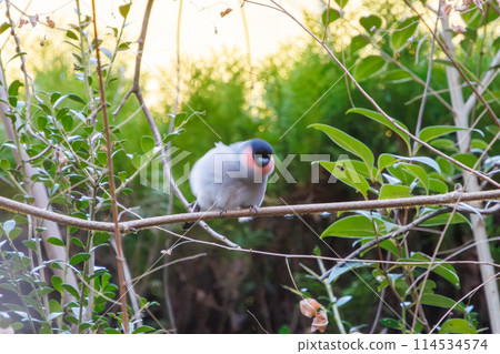 A cute bush warbler (Finchidae) grooming itself. Chiba Prefecture, Japan. Photographed in winter 2024. A cute bush warbler (Finchidae) grooming itself. Chiba Prefecture, Japan. Photographed in winter 2024. 114534574