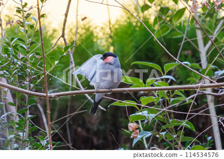 A cute bush warbler (Finchidae) grooming itself. Chiba Prefecture, Japan. Photographed in winter 2024. 114534576