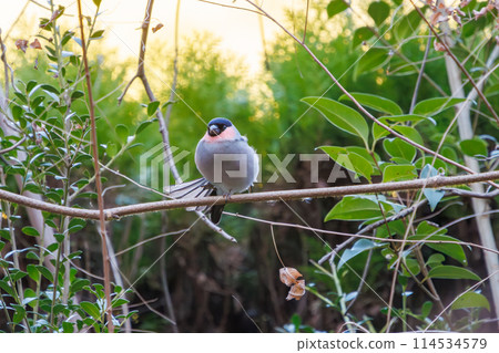 A cute bush warbler (Finchidae) grooming itself. Chiba Prefecture, Japan. Photographed in winter 2024. A cute bush warbler (Finchidae) grooming itself. Chiba Prefecture, Japan. Photographed in winter 2024. 114534579