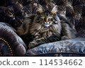 A luxurious meikun is lying on a chair. 114534662