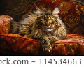 A luxurious meikun is lying on a chair. 114534663
