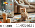 Red cat in the house. 114534681