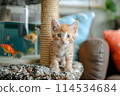 Red cat in the house. 114534684
