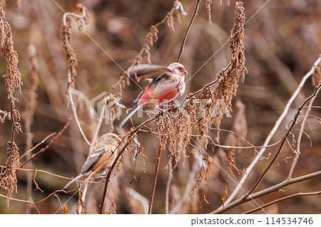 A cute pair of red finch (Finchidae) flying around to get a meal in Kanagawa Prefecture, Japan. Photographed in winter 2024. 114534746