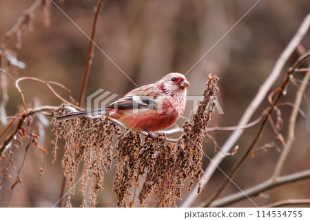 一隻可愛的蝸牛（Atriidae）正在吃東西。在日本神奈川縣。拍攝於 2024 年冬季。 114534755
