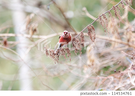 A cute red finch preening its feathers in Kanagawa Prefecture, Japan. Photographed in winter 2024. 114534761