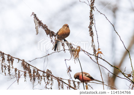 一對可愛的蝸牛(Atriidae)飛來飛去吃東西。在日本神奈川縣。拍攝於 2024 年冬季。 一對可愛的蝸牛(Atriidae)飛來飛去吃東西。在日本神奈川縣。拍攝於 2024 年冬季。 114534766