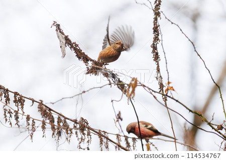 一對可愛的蝸牛(Atriidae)飛來飛去吃東西。在日本神奈川縣。拍攝於 2024 年冬季。 一對可愛的蝸牛(Atriidae)飛來飛去吃東西。在日本神奈川縣。拍攝於 2024 年冬季。 114534767