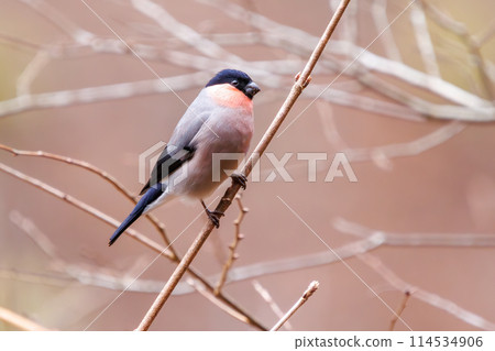 可愛的日本紅魚（Atriidae）正在吃東西。在日本神奈川縣。拍攝於 2024 年冬季。 114534906