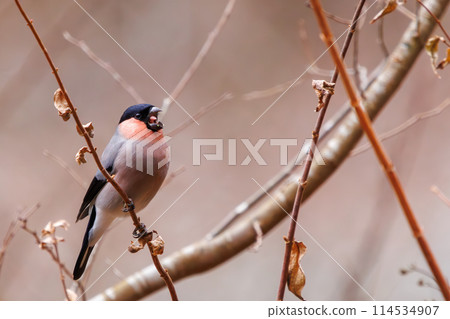 A cute red-breasted thrush (Finchidae) eating in Kanagawa Prefecture, Japan. Photographed in winter 2024. 114534907