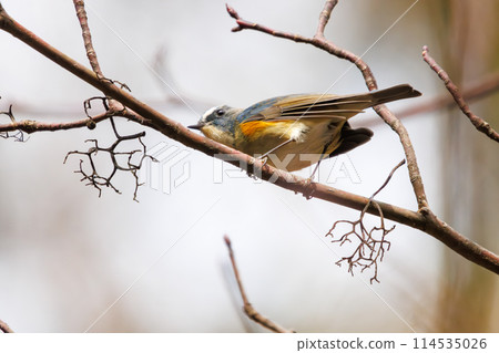 藍色的幸福之鳥，可愛的藍翅鶲（鶲科）。在日本神奈川縣。拍攝於 2024 年冬季。 114535026