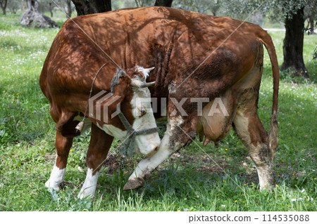 cows graze on a green field in sunny weather. HQ 114535088