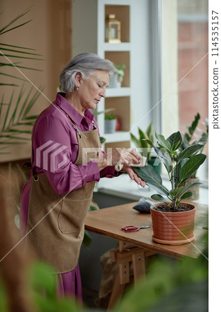 Vertical side view portrait of grey haired senior woman caring for green plants at home and enjoying gardening Vertical side view portrait of grey haired senior woman caring for green plants at home and enjoying gardening 114535157