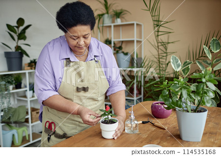 Waist up portrait of Black senior woman repotting green plant with care and enjoying gardening at home, copy space Waist up portrait of Black senior woman repotting green plant with care and enjoying gardening at home, copy space 114535168