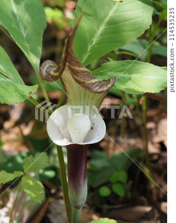 Yukimochisou (Yukimochisou) 114535235