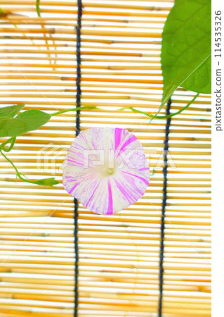 Morning glory morning glory morning glory 114535326