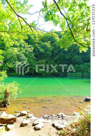 Dokko Swamp, Zao, Fresh Greenery 114535339